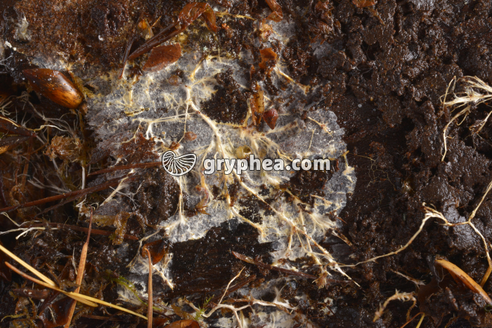 Mycelium sur bois mort - gryphea.com